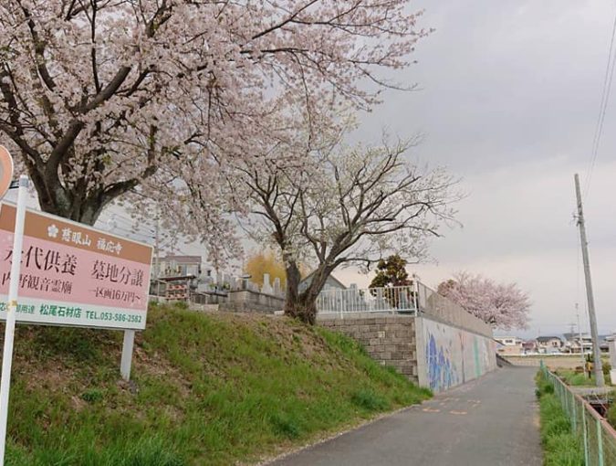 福応寺の桜がいよいよ満開