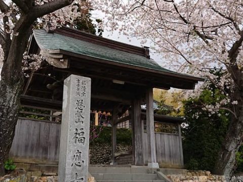 福応寺の桜がいよいよ満開