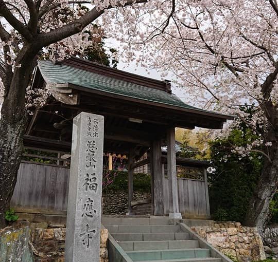 福応寺の桜がいよいよ満開