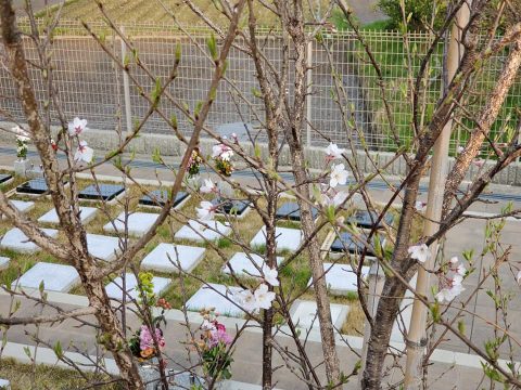 福応寺の桜も咲き始めました