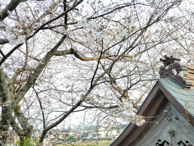 福応寺の桜も咲き始めました