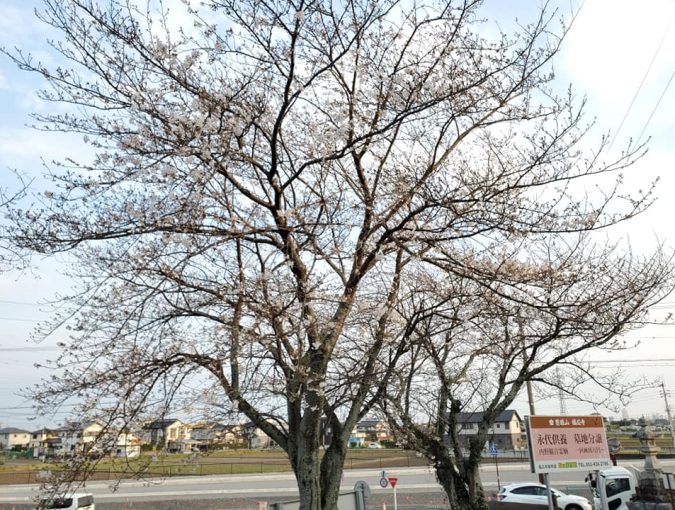 福応寺の桜も咲き始めました