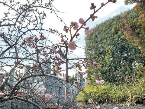 梅の花が咲き始めました