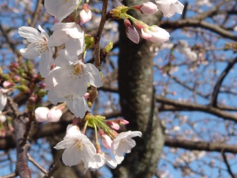 福応寺の「桜」