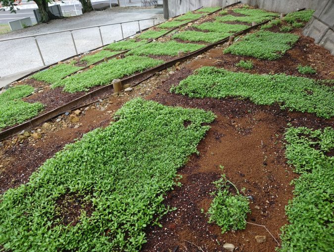 リピアが元気に伸び始めました