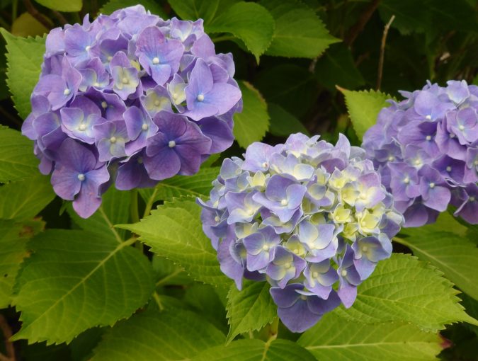 紫陽花が綺麗に咲いています