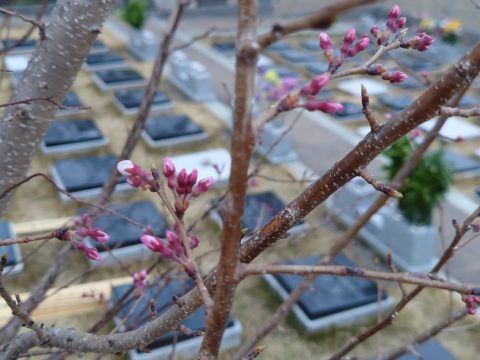 桜の蕾