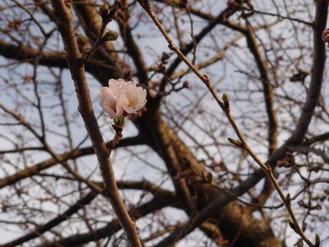 春のお彼岸