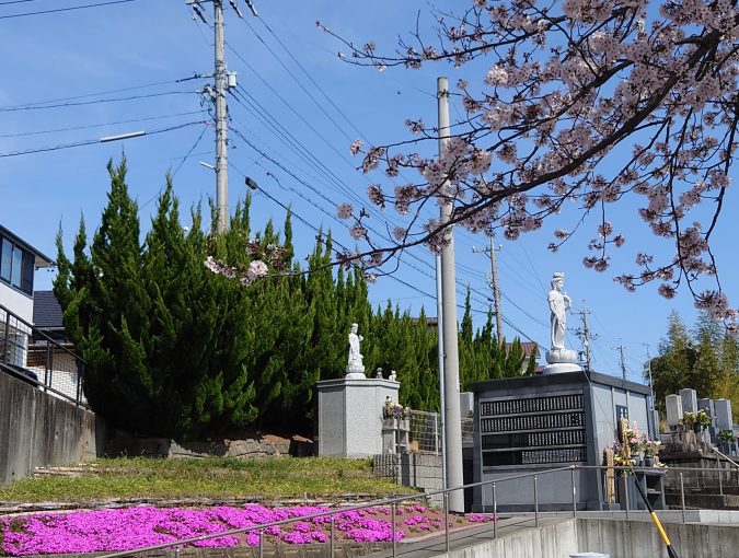 桜満開