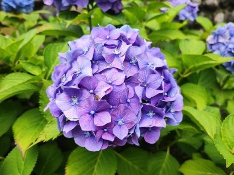 紫鮮やかな紫陽花が満開です