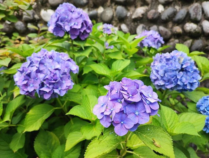 紫鮮やかな紫陽花が満開です