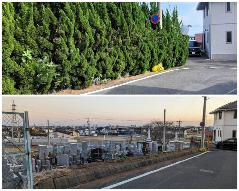 カイヅカイブキの伐採 その2