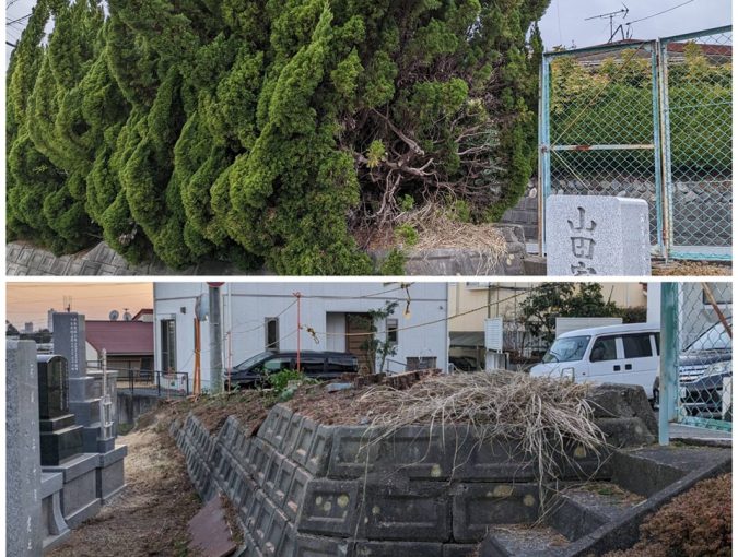 カイヅカイブキの伐採 その2