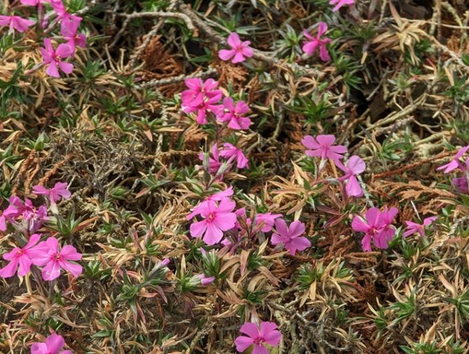 福応寺境内の開花状況