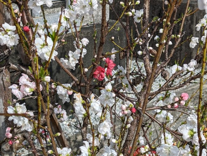 福応寺境内の開花状況