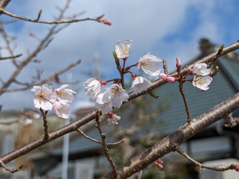 福応寺境内の開花状況