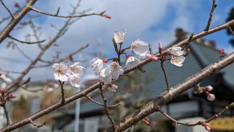 福応寺境内の開花状況