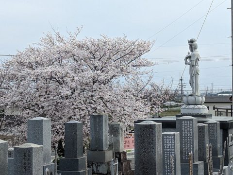 福応寺のソメイヨシノ