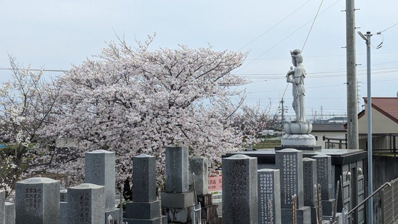 福応寺のソメイヨシノ