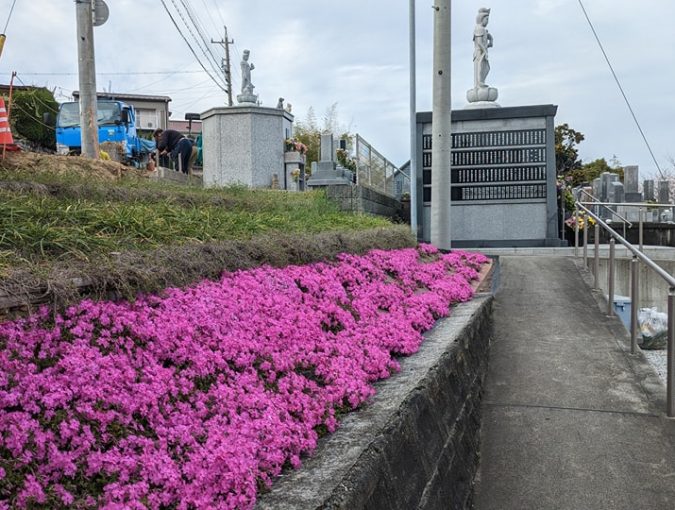 福応寺のソメイヨシノ