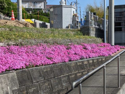 福応寺の芝桜が満開です