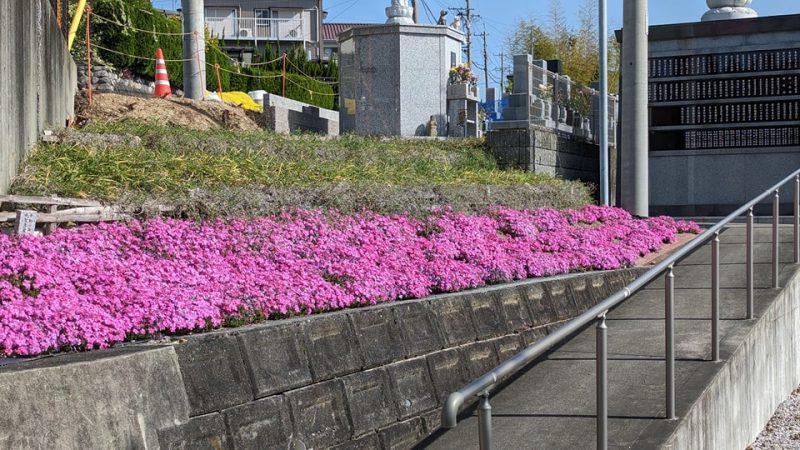 福応寺の芝桜が満開です