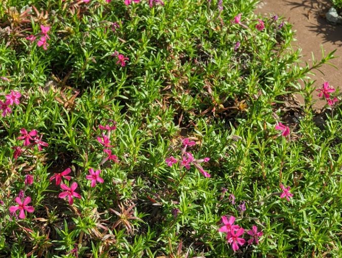 福応寺の芝桜が満開です