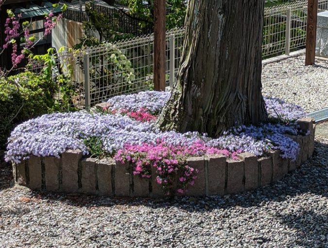 福応寺の芝桜が満開です