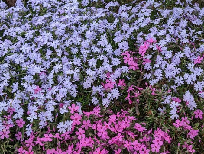 福応寺の芝桜が満開です