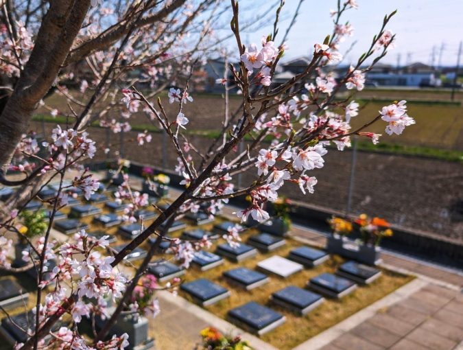 福応寺の桜が開花