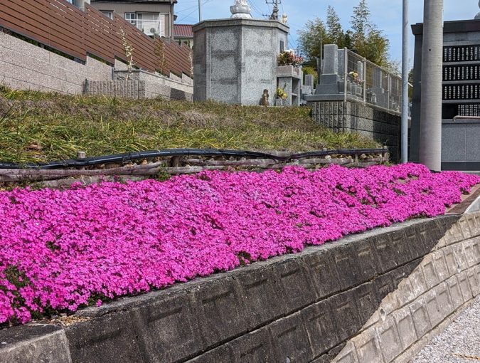 境内の芝桜の様子