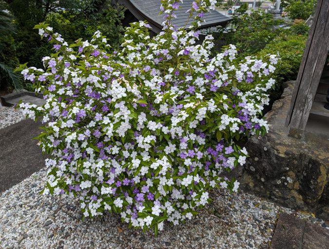 境内の花