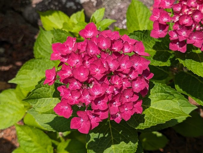 四種類の紫陽花