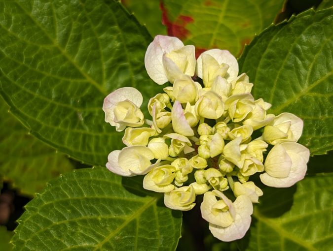 四種類の紫陽花