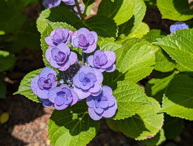 四種類の紫陽花